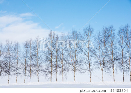 Blue sky and birch row of winter 35483804