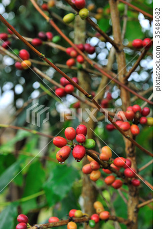 咖啡園,紅色,咖啡樹,農作物,農業 35484082