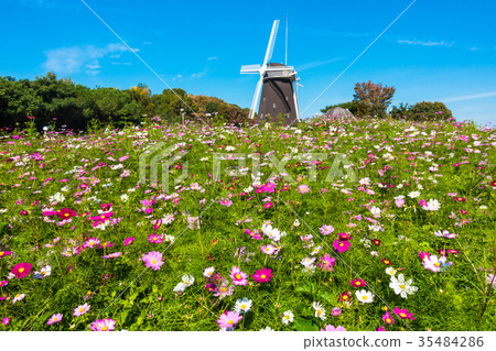 Windmill and cosmos of Hanazono memorial park 35484286