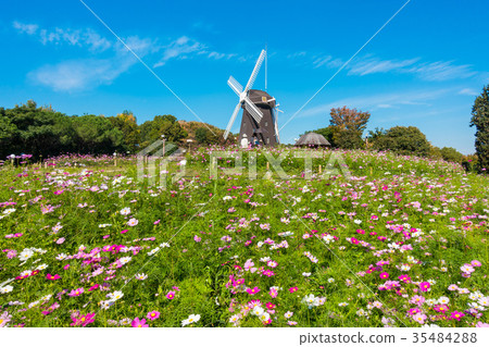 Hanazono紀念公園風車和波斯菊 35484288