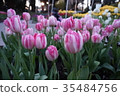 白色和粉紅色的鬱金香 35484756