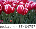 紅色和白色的鬱金香 35484757