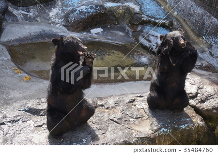 熊餵食(Oh Hida Bear Ranch) 熊餵食(Oh Hida Bear Ranch) 35484760