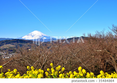 Mt. Fuji with rape blossoms and snow makeup Mt. Fuji with rape blossoms and snow makeup 35484864