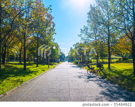 Plantanus trees Plantanus trees 35484922