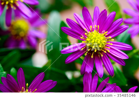 Navy Blue Navy Blue 35485146