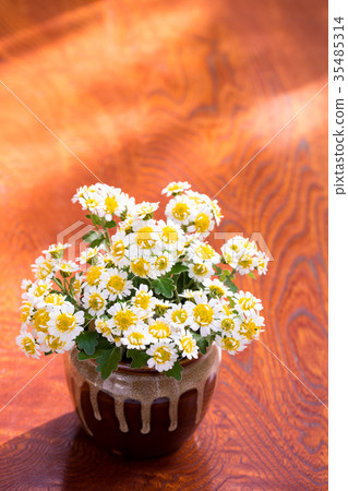 Flower chrysanthemum Flower chrysanthemum 35485314