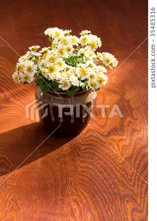 Flower chrysanthemum 35485316