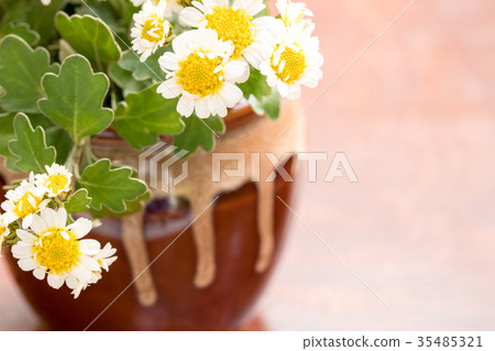 Flower chrysanthemum Flower chrysanthemum 35485321