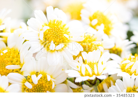 花菊花 花菊花 35485323