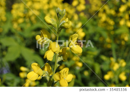 五月與陽光明媚的蜜蜂和仙台通行證 35485336