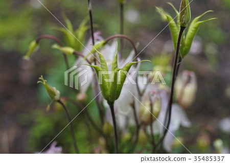 Miyama戒指花環和水果 35485337