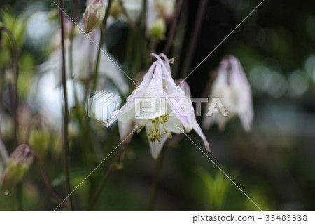 Miyama戒指在五月雨中濕潤 35485338