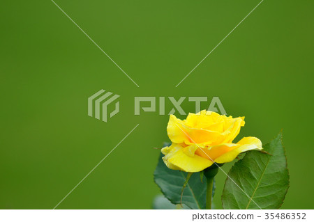 秋天的玫瑰 秋天的玫瑰 35486352