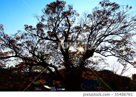 Large Zelkova 35486761