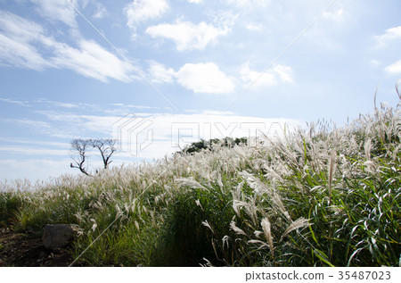 Autumn Izu Inatori Hosono Kogen Autumn Izu Inatori Hosono Kogen 35487023