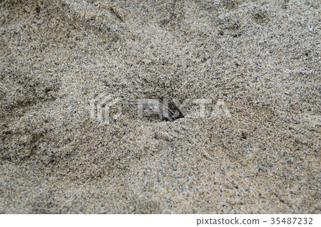 Susanni Susanni 35487232