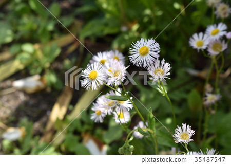 Hardione of the tree 35487547