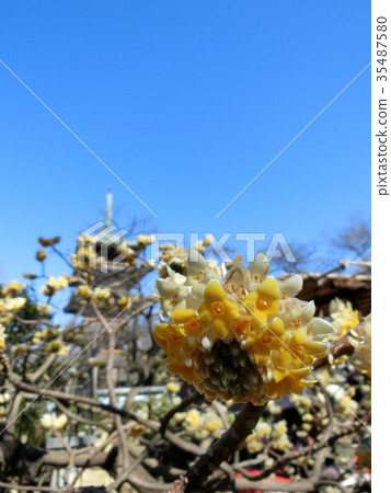 The five-story pagoda of Mitaka and Ueno Toshogu The five-story pagoda of Mitaka and Ueno Toshogu 35487580