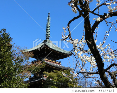Ueno Toshogu Five-storied pagoda and plum trees Ueno Toshogu Five-storied pagoda and plum trees 35487581