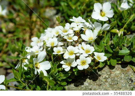 Cerastium lithospermifolium flowers on mountain Cerastium lithospermifolium flowers on mountain 35488320