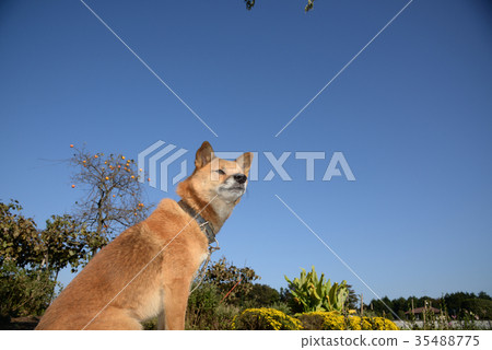 Dog blue sky inu leap year dog 2018 new year material Dog blue sky inu leap year dog 2018 new year material 35488775