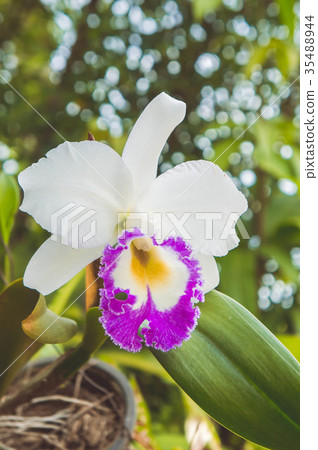 white flowers or cattaleya orchid flowers blooming white flowers or cattaleya orchid flowers blooming 35488944