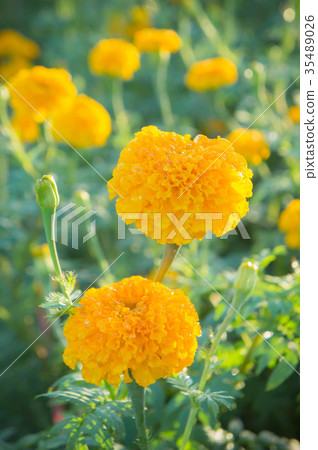Marigold flowers, yellow flower on black nature Marigold flowers, yellow flower on black nature 35489026