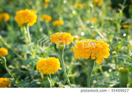 Marigold flowers, yellow flower on black nature Marigold flowers, yellow flower on black nature 35489027