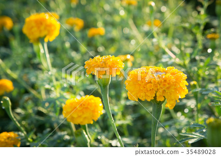 Marigold flowers, yellow flower on black nature Marigold flowers, yellow flower on black nature 35489028