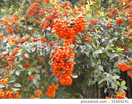 A bright red little fruit is a pyracantha fruit 35489241