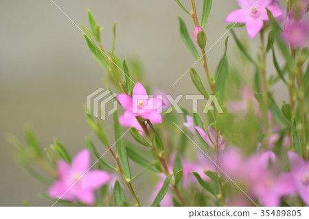 南十字星 35489805