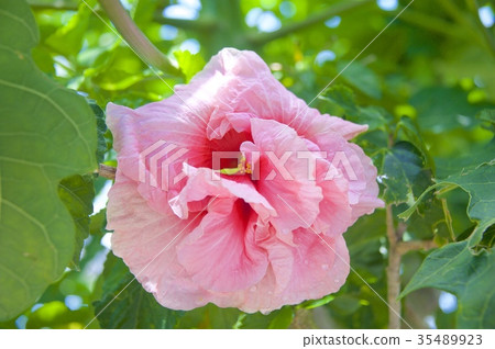 阿羅哈花園立山芙蓉 阿羅哈花園立山芙蓉 35489923