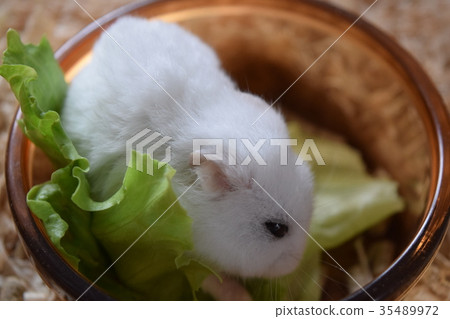 Djangarian hamster 35489972