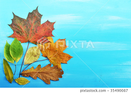 Autumn colorful leaves on blue wooden background Autumn colorful leaves on blue wooden background 35490087