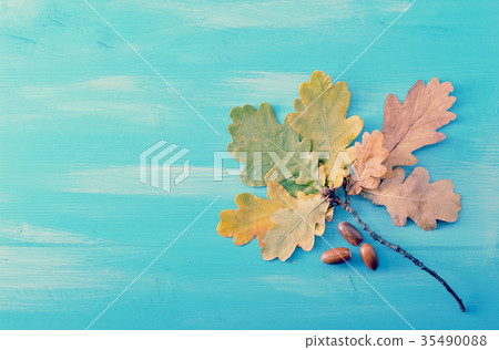 branch with autumn oak leaves and acorns branch with autumn oak leaves and acorns 35490088
