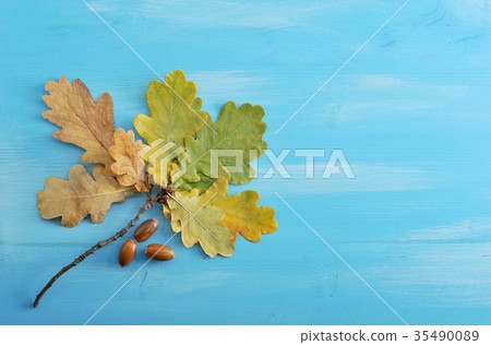 branch with autumn oak leaves and acorns branch with autumn oak leaves and acorns 35490089
