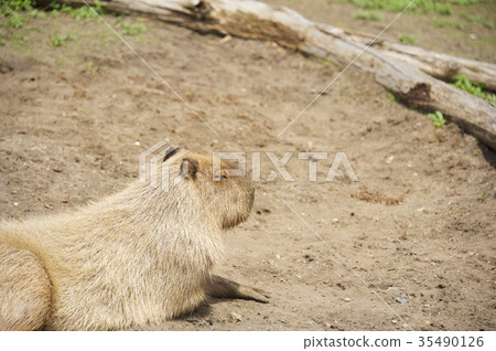 Aloha Garden Tateyama Capybara 35490126