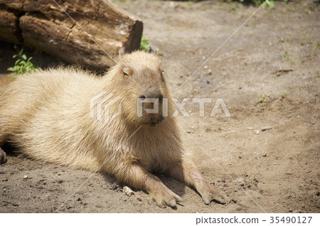 Aloha Garden Tateyama Capybara 35490127