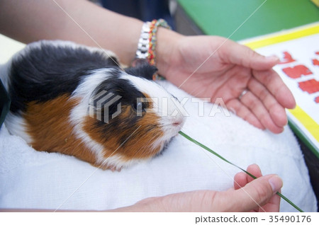Aloha Garden Tateyama Guinea Pig 35490176