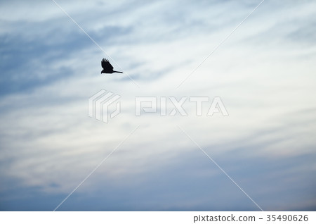 Silhouette of Tobi flying in the sky Silhouette of Tobi flying in the sky 35490626