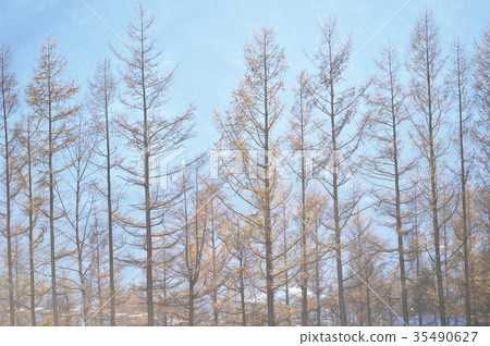 Windbreak forest in early winter Windbreak forest in early winter 35490627
