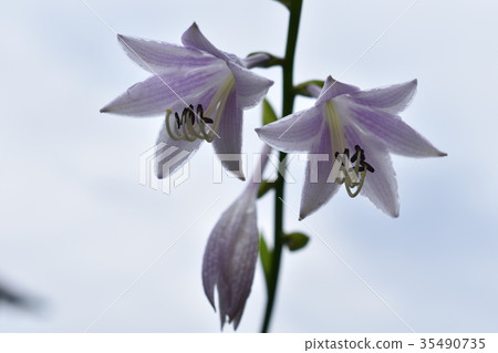 Obagiboushi looking up with cloudy sky 35490735