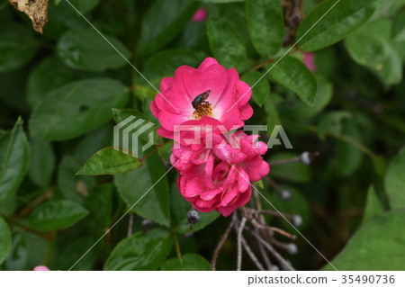 Wet mini roses and flies 35490736