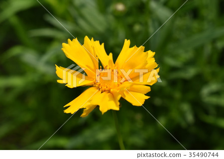 新鮮的金雞菊花在初夏早晨 35490744