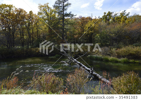 Yukawa of Senjogahara and colored leaves, Oku Nikko (Tochigi) 35491383