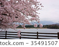 Cherry blossoms in full bloom and flower clouds 35491507
