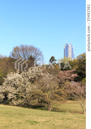 城市風景 東京 明治神宮 新宿 春天 照片素材 圖片 圖庫