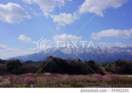 Inabe plum Festival 35492201