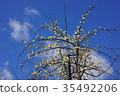 White plum in blue sky 35492206